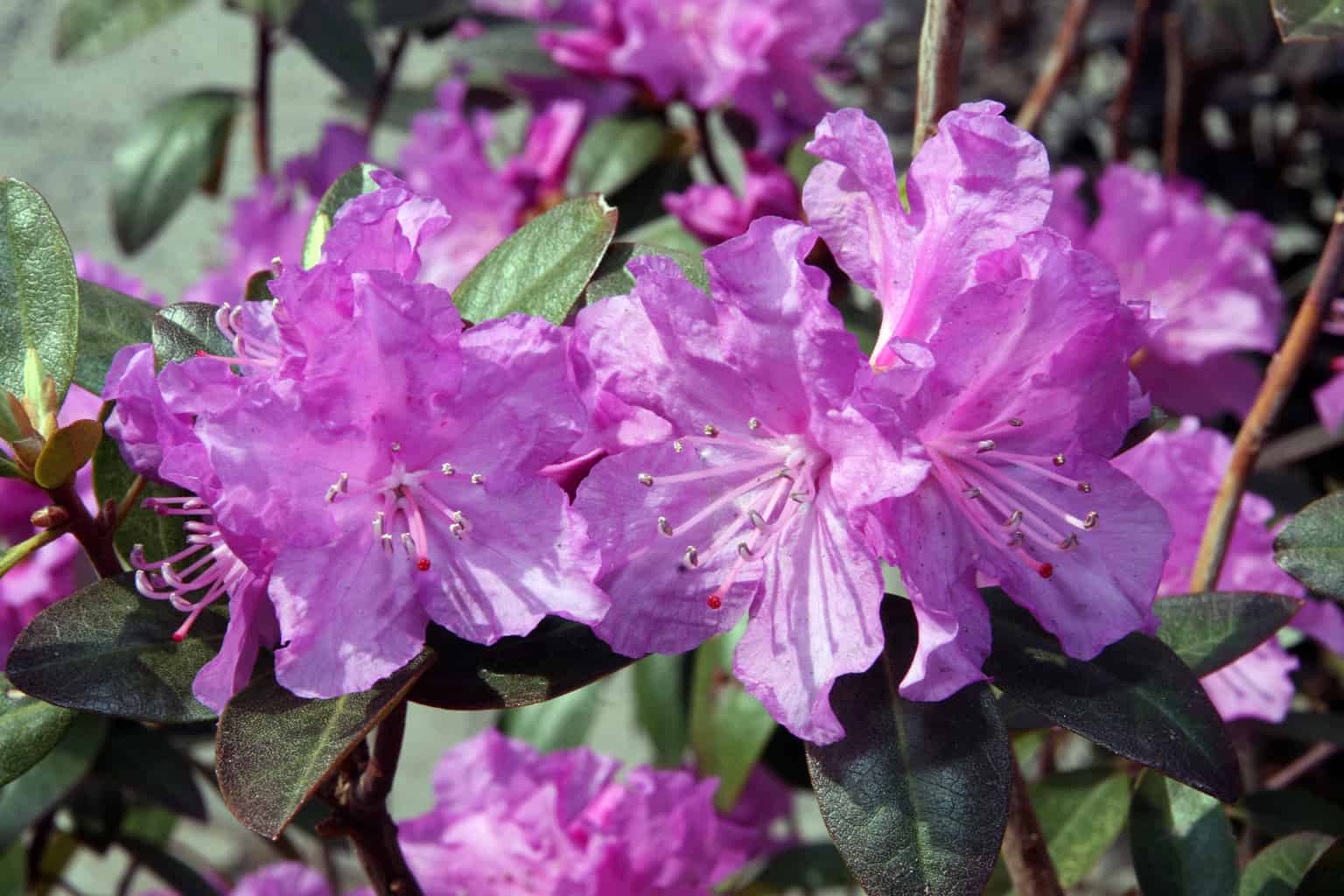 Rhododendron PJM plant