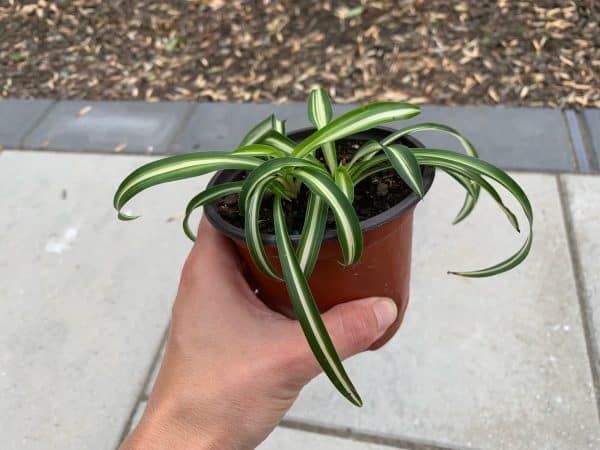 Spider Plant, Chlorophytum comosum, ‘Milky Way’ variety, in a 4-inch pot