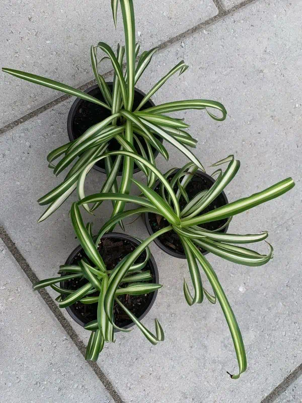 Spider Plant, Chlorophytum comosum, &#8216;Milky Way&#8217; variety, in a 4-inch pot, Plantly