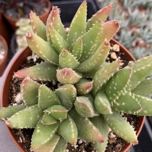 How to Take Care of Moon Cactus, Plantly