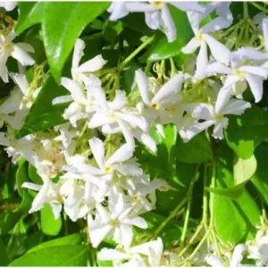2 Confederate Jasmine | Carlo`s Plant Farm confederate jasmine small white flowers.