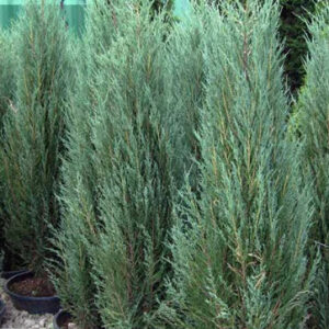 6 Blue Arrow Juniper | Juniperus Scopulorum
