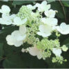 6 Chantilly Lace Shrub | Hydrangea Paniculata