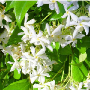 6 Confederate Jasmine | Trachelospermum Jasminoides