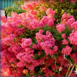 6 Crape Myrtle Tonto | Carlo`s Plant Farm