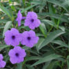 6 Mexican Petunia: Purple Dwarf | Carlo`s Plant Farm