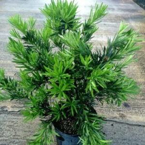 6 Podocarpus Macrophyllus | Carlo`s Plant Farm 6 Podocarpus Macrophyllus | Carlo`s Plant Farm