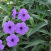 Mexican Petunia: Purple Dwarf | Carlo`s Plant Farm