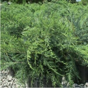 Parsoni Juniper | Carlo`s Plant Farm