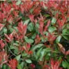 Photinia Red Tip | Carlo`s Plant Farm
