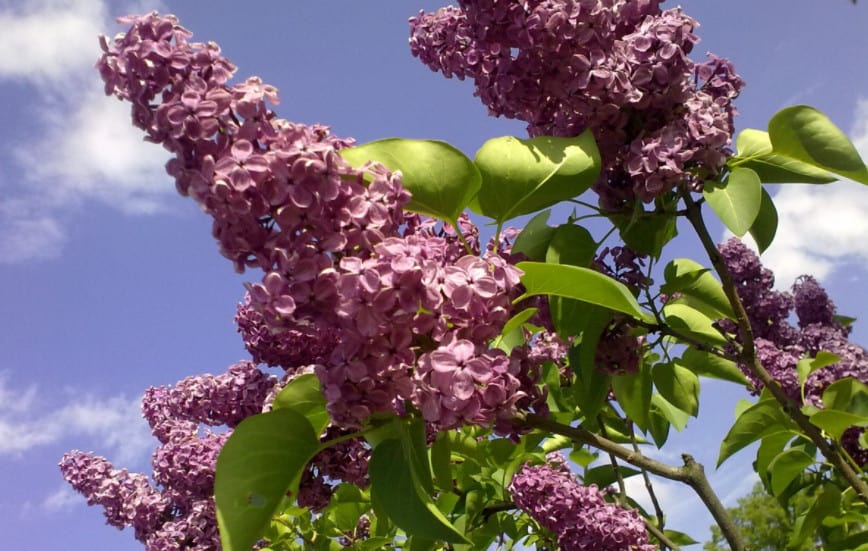 summer lilac temperature and humidity