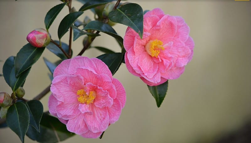 Camellia Japonica 