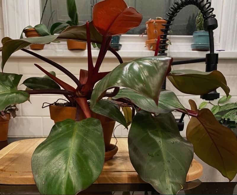Philodendron Mccolley's Finale