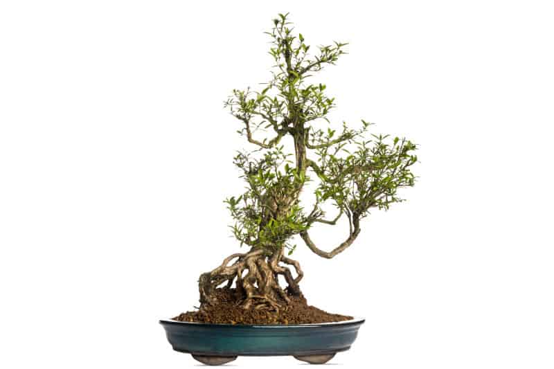 Serissa japonica bonsai