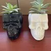 Skull pot with succulent