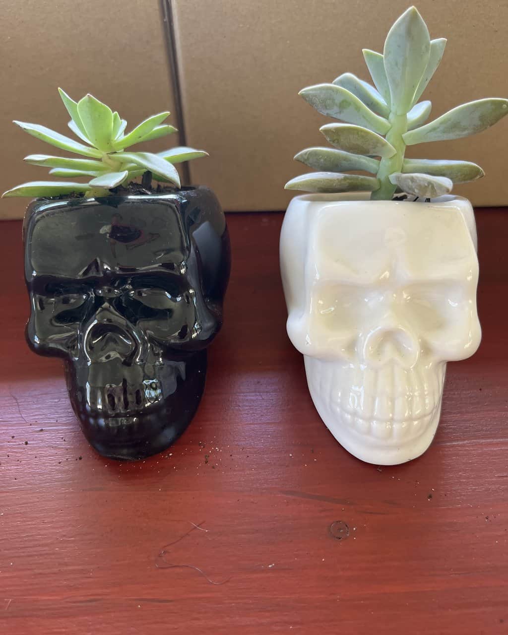 Succulent Glazed  Planter 5"x 7" Skull Ceramic Flower 