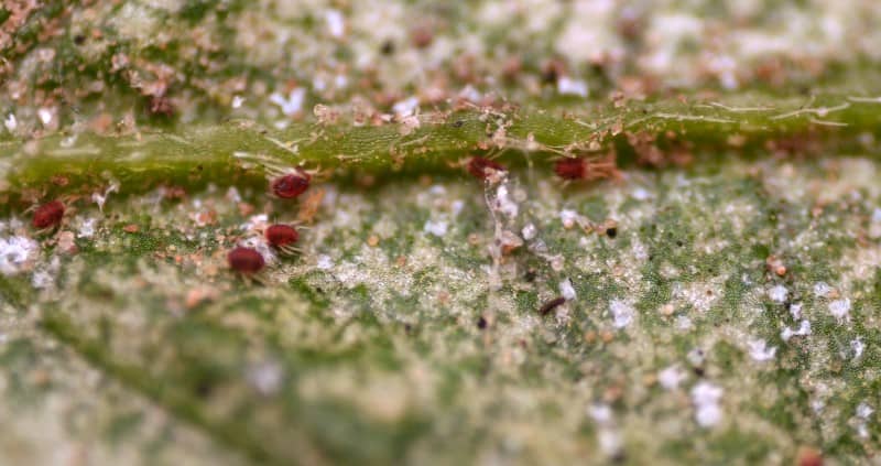 spider mites on a plant
