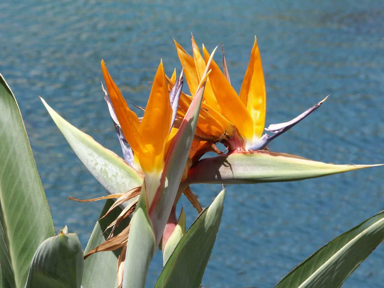 Giant Bird of Paradise Plant Care Guide Plantly