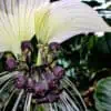 Tacca integrifolia White Bat Flower Starter Plant