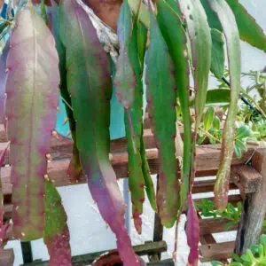 Rhipsalis baccifera Mistletoe Cactus.