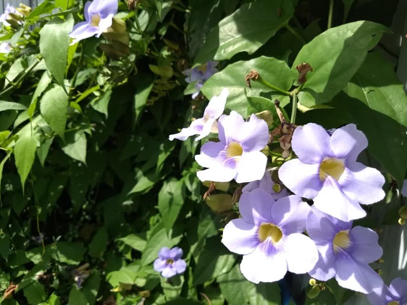 Thunbergia light requirement