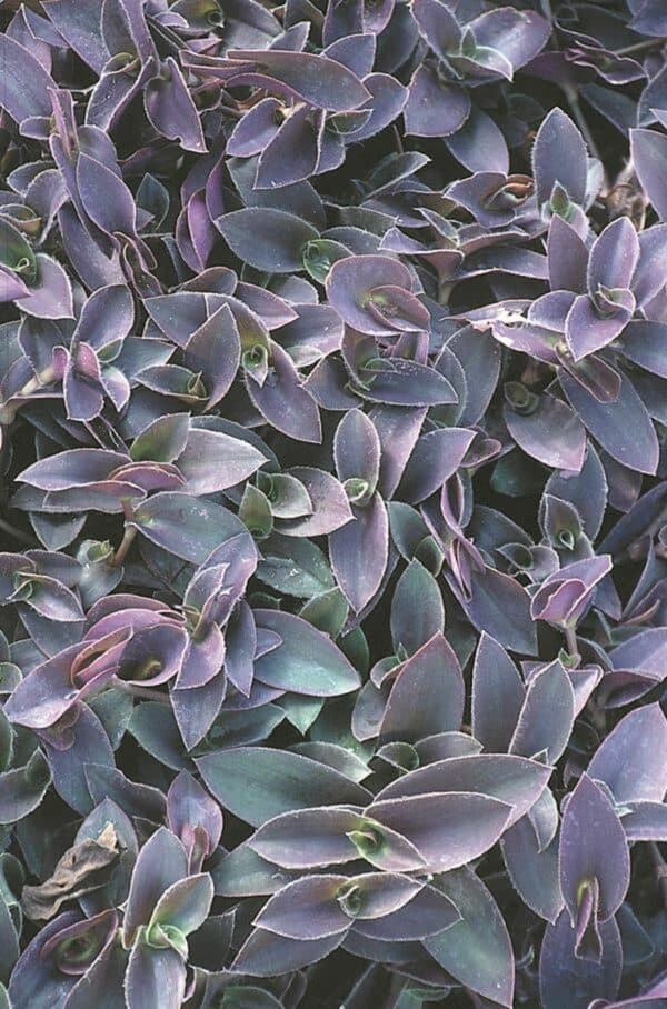 striking purple leaves of tradescantia pallida ‘pale puma’ plant.