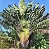 Ravenala Madagascariensis live 4ft plant