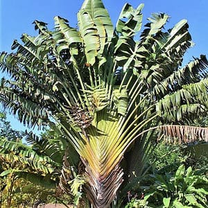 Ravenala Madagascariensis live 7ft+ plant