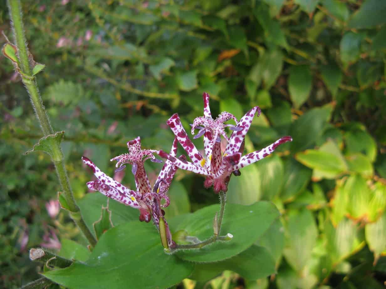 toad lily lighting condition