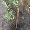 Austree Hybrid Willow Salix Cutting