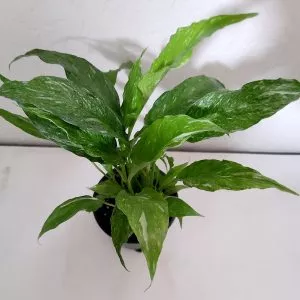How to Take Care of Aglaonema commutatum plant, Plantly