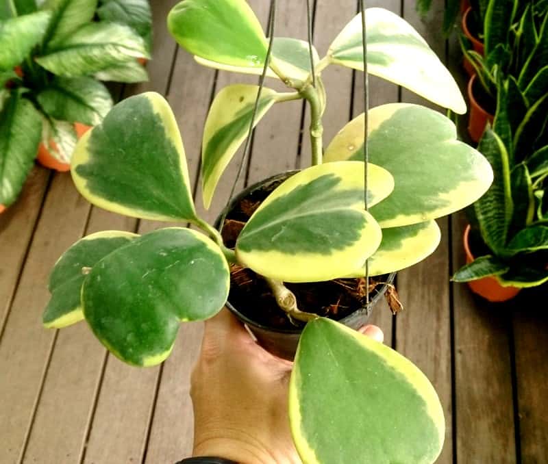 hoya kerrii plant
