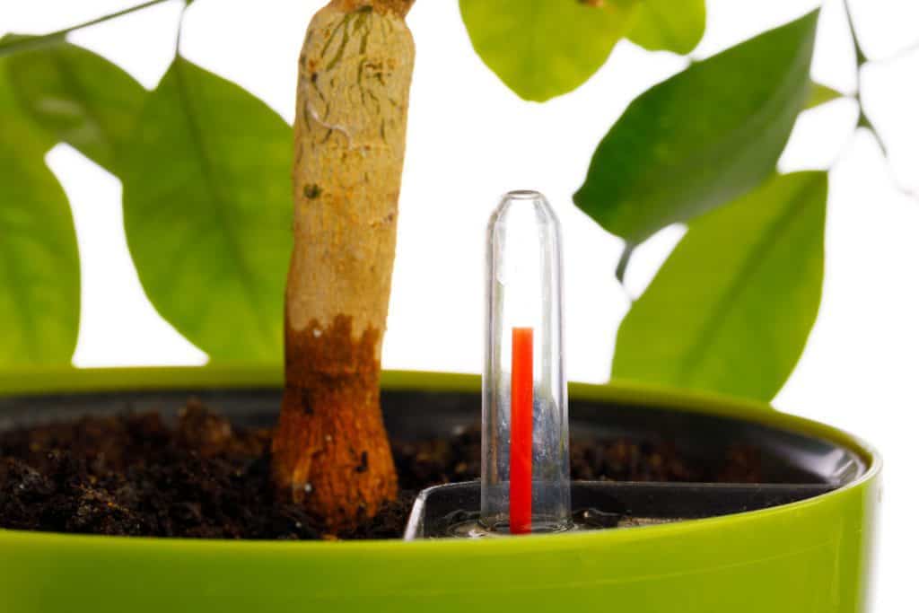 Benefits of Using Watering Stakes in Your Garden Plantly