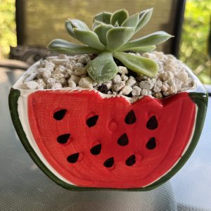 Watermelon pot with Succulent