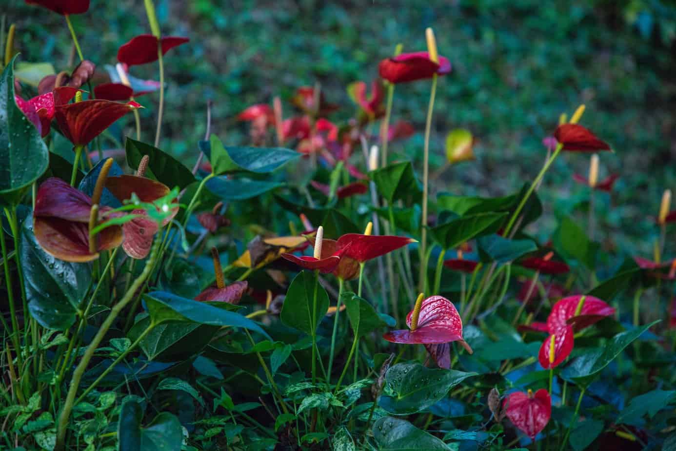 Anthurium Flower Meaning and Symbolism Plantly