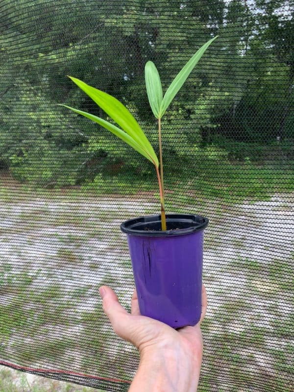 Live Acai Palm Seedling in 4&#8243; pot, Plantly
