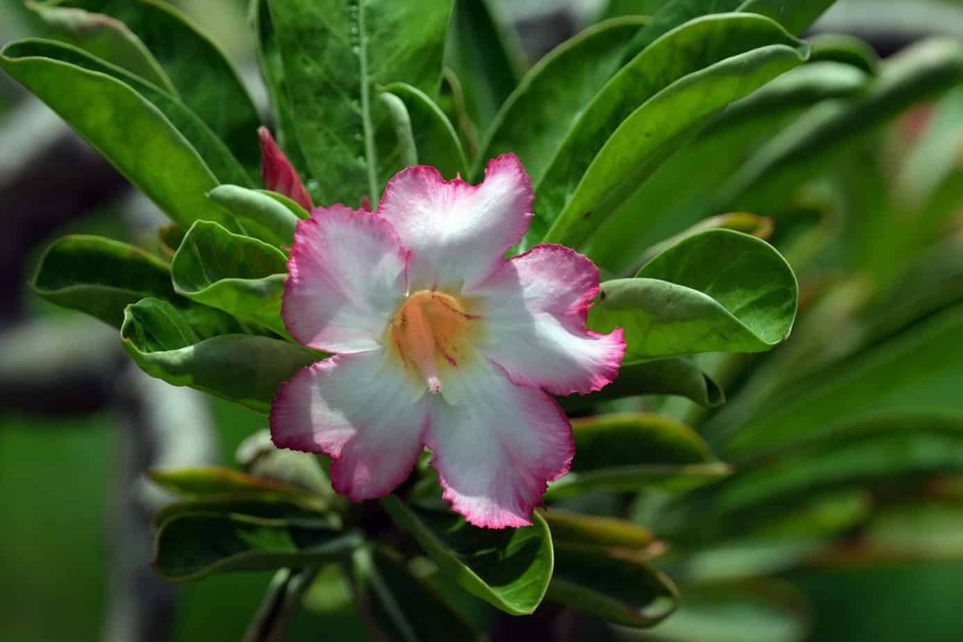 How to Care for Desert Rose Plant Plantly