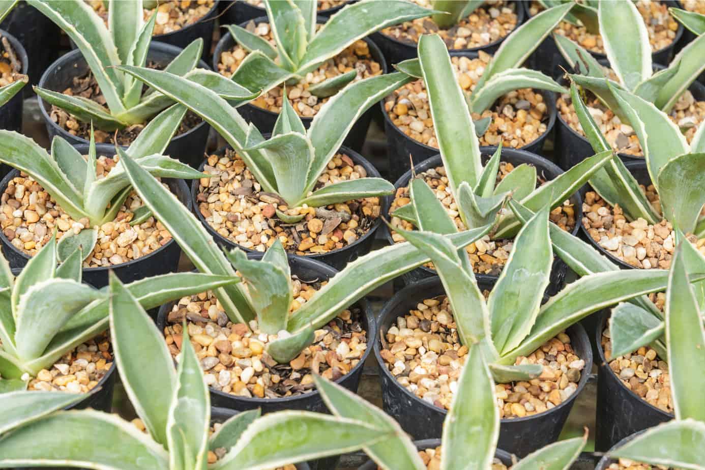 agave offshotts for propagation
