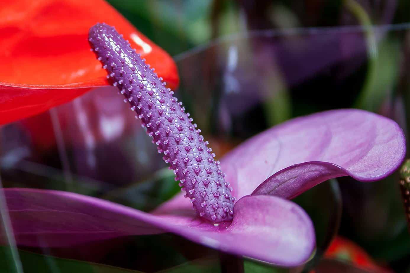 purple flower anthurium