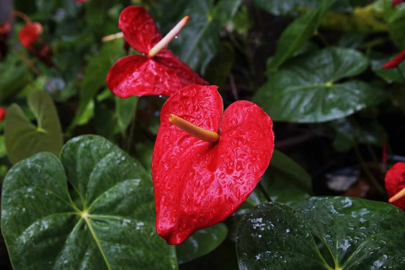 How Often To Water Anthurium Plantly