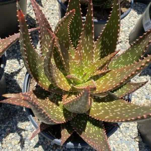 Succulent Plant Mature Aloe 'Apache' Hybrid