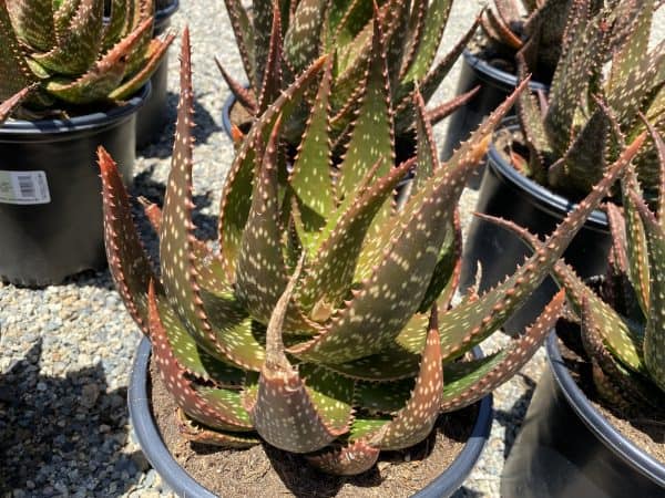 Succulent Plant Mature Aloe &#8216;Apache&#8217; Hybrid, Plantly