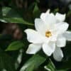 August Beauty Gardenia-Live Plant