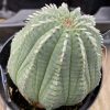 Succulent Plant Medium Euphorbia Obessa Hybrid
