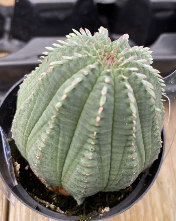 Succulent Plant Medium Euphorbia Obessa Hybrid, Plantly