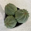 Succulent Plant Medium Euphorbia Obessa Hybrid