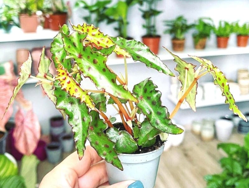begonia amphioxus plant