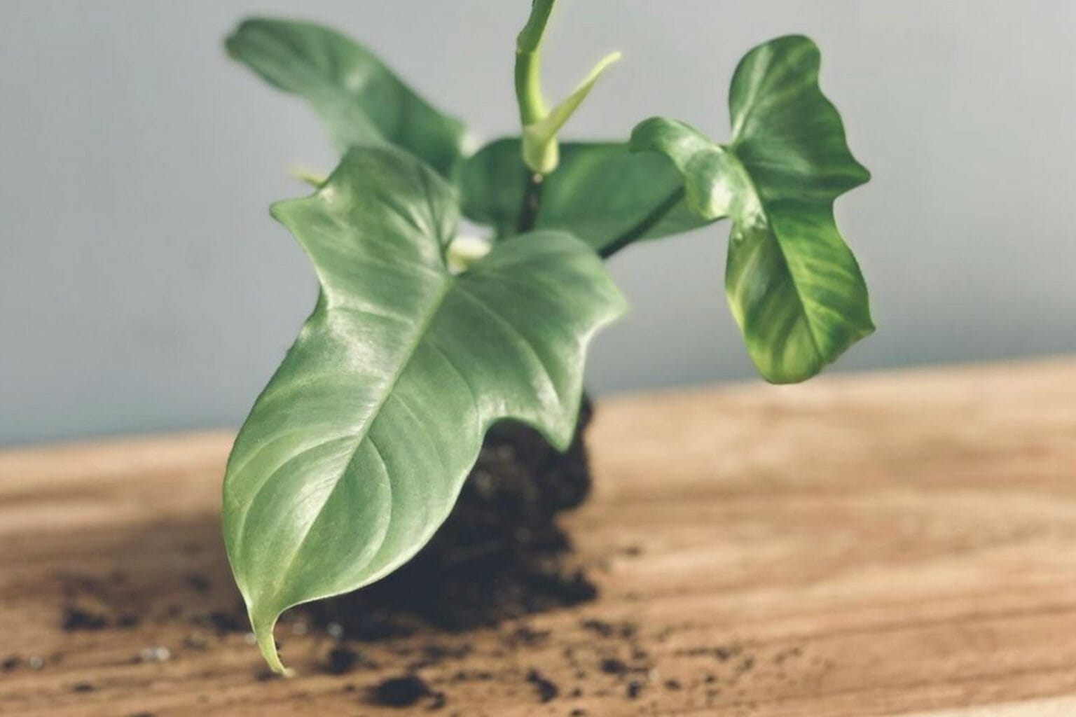 Philodendron Toxic to Cats? What You Need to Know Plantly