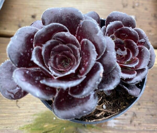 Succulent Plant Small Black Rose Zwartkop