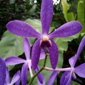 Aranda Blue Giant Orchid Comes in a 2&#8243; Pot, Plantly